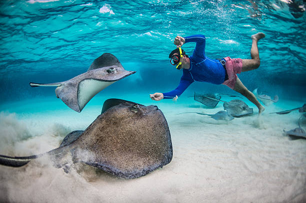 stingray.jpg